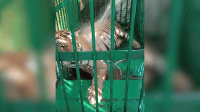 Tigress dies as tranquilisation operation goes wrong in UP; cubs missing, probe on
