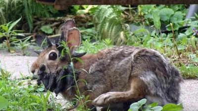  Why these ‘dark’, ‘apocalyptic’ bunnies are appearing across more US states