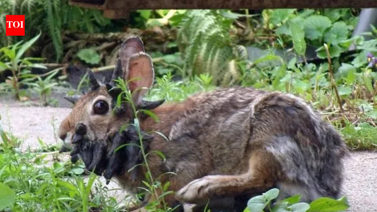 ‘Frankenstein’ rabbits are back: Why these ‘dark’, ‘apocalyptic’ bunnies are appearing across more US states