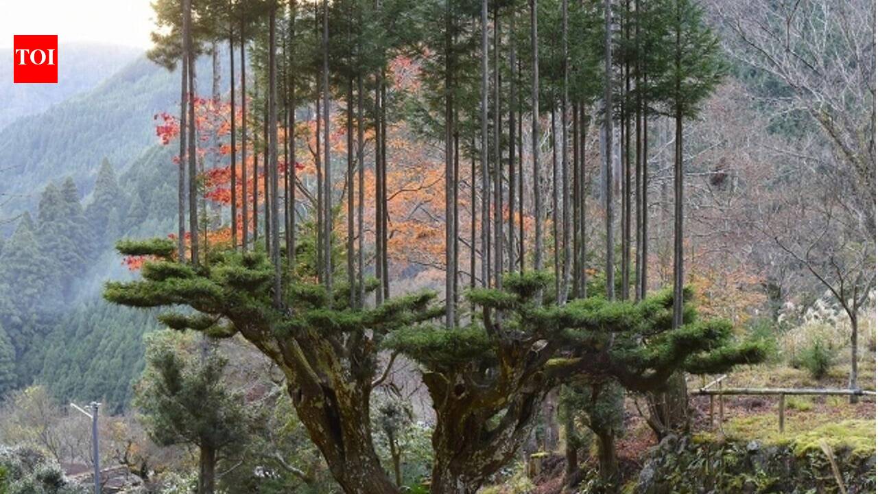 How Japan has been producing wood for centuries without cutting down trees: The fascinating story of Daisugi
