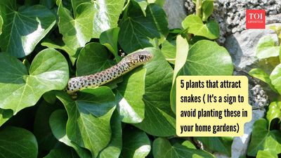 5 plants that attract snakes ( It's a sign to avoid planting these in your gardens)