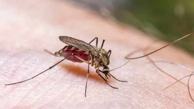  7 ways to keep your home mosquito-safe and protect yourself