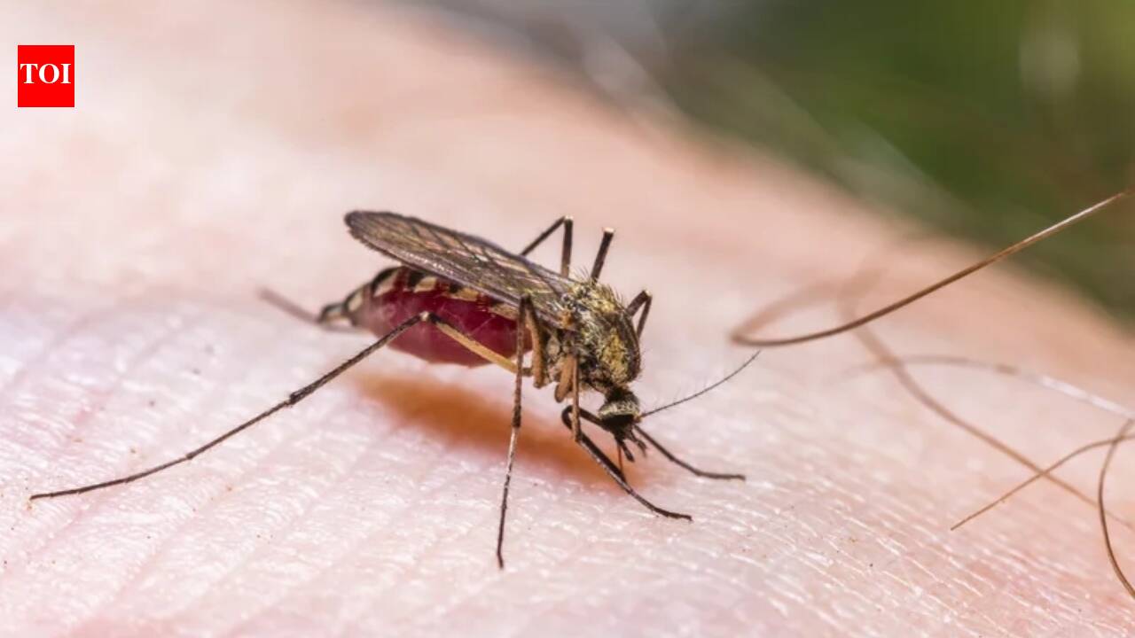 Mosquitoes in the UK heatwaves: 7 ways to keep your home mosquito-safe and protect yourself