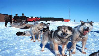 In 2020, geneticists traced the ancient ancestry of modern sled dogs to Siberia, shedding light on Arctic travel
