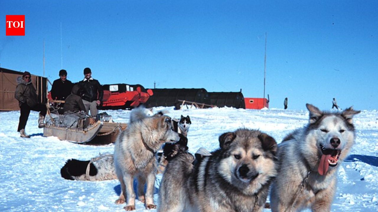 In 2020, geneticists traced the ancient ancestry of modern sled dogs to Siberia, shedding light on Arctic travel