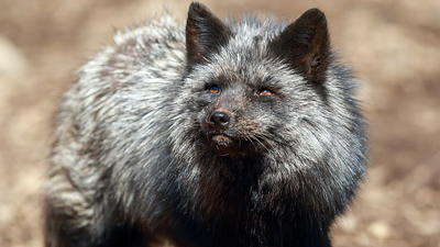 In 1959, Soviet geneticist Dmitri Belyaev began breeding silver foxes for tameness alone; within 10 generations, they had floppy ears and curly tails, but a 2020 reanalysis argues the famous story was overstated
