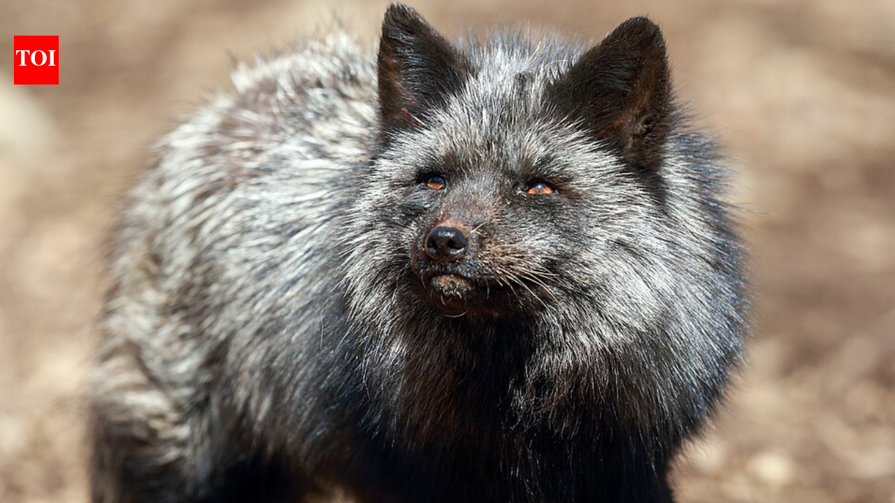 In 1959, Soviet geneticist Dmitri Belyaev began breeding silver foxes for tameness alone; within 10 generations, they had floppy ears and curly tails, but a 2020 reanalysis argues the famous story was overstated