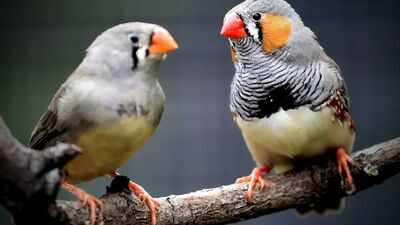 Scientist wins $100,000 after zebra finch research suggests birds understand the meaning behind their calls