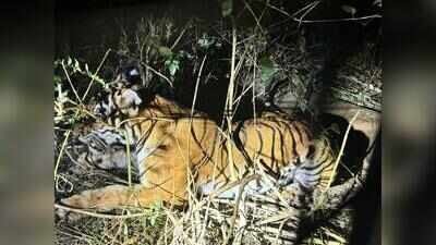 Farmer injured in 'tiger attack’ in Bandipur