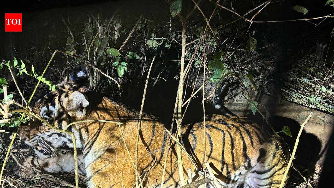 Farmer injured in 'tiger attack’ in Bandipur