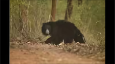 Bear attacks guest worker in Valparai