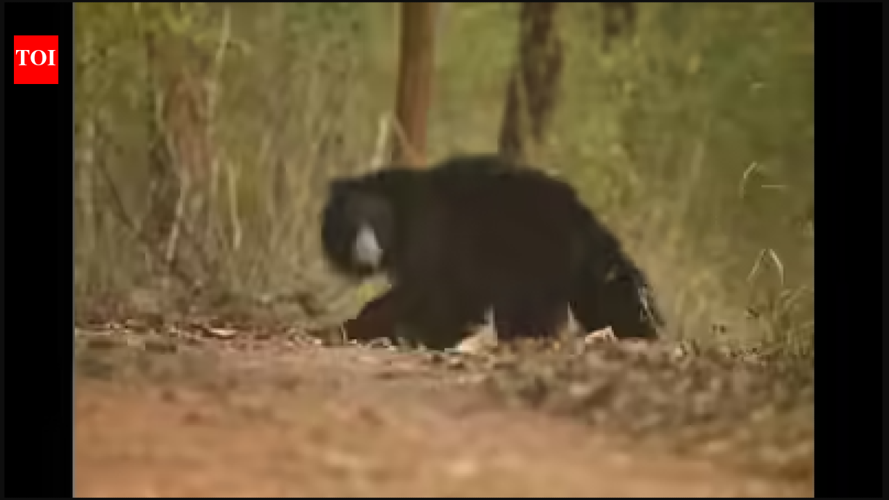 Bear attacks guest worker in Valparai