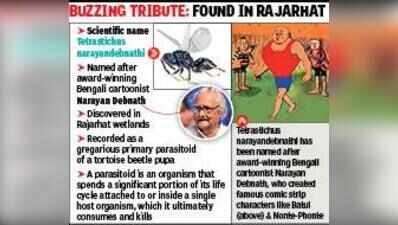 Scientists Discover New Wasp Species in Rajarhat, Name It After Narayan Debnath