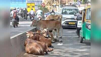 Stray cows lock horns with shoppers & motorists at Bengaluru market; owners in trouble