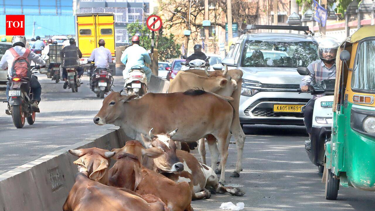Stray cows lock horns with shoppers & motorists at Bengaluru market; owners in trouble