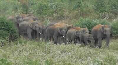 Farmer killed in wild tuskers’ attack in Tirupati district