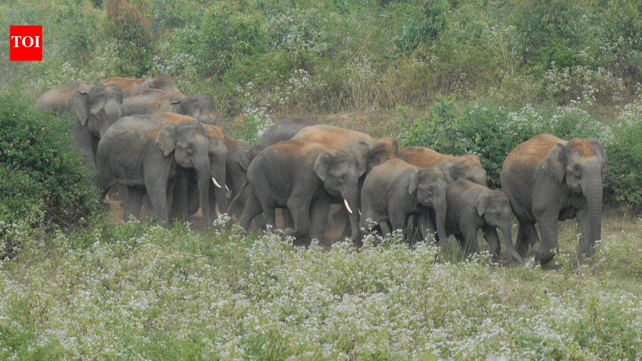 Farmer killed in wild tuskers’ attack in Tirupati district