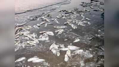 CMFRI links Boyapadu fish kill to algal bloom, oxygen stress