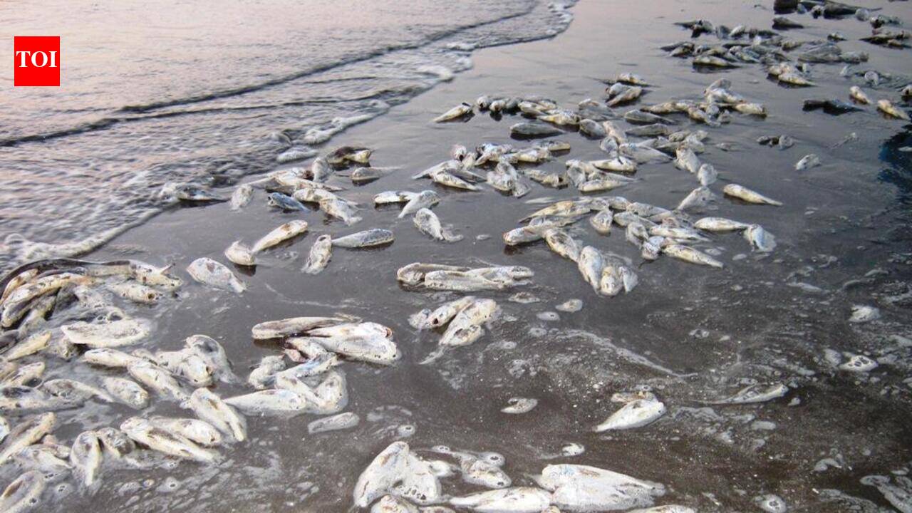 CMFRI links Boyapadu fish kill to algal bloom, oxygen stress
