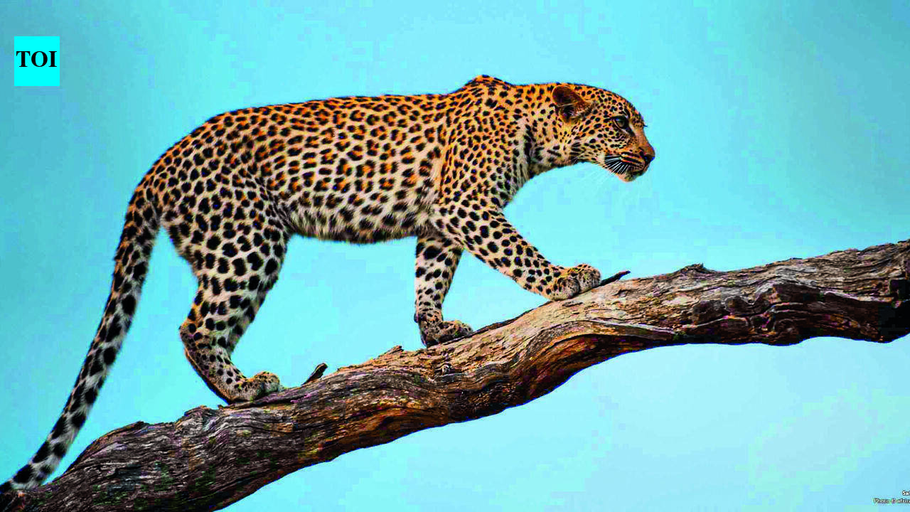 Leopard killed in vehicle hit near Arabithittu sanctuary
