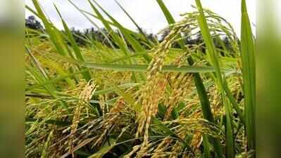 Goa Dhan 5 rice variety undergoes large-scale farmer trials