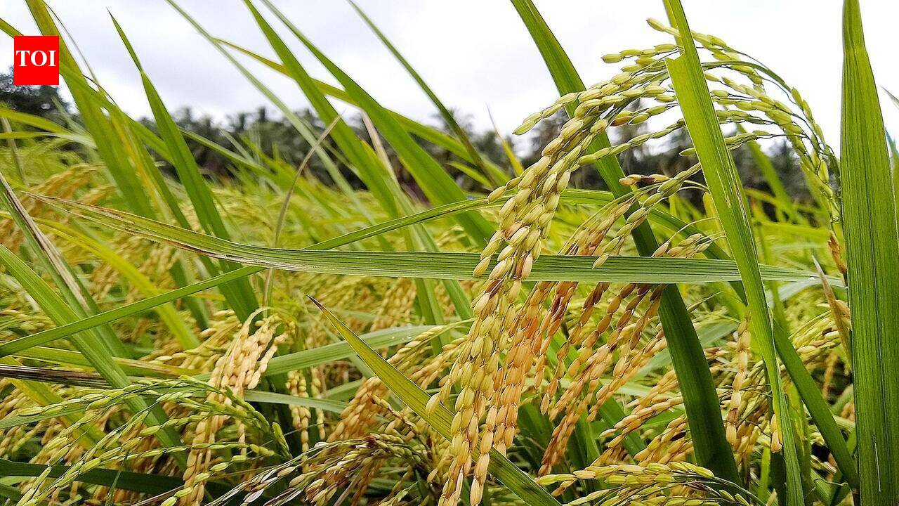 Goa Dhan 5 rice variety undergoes large-scale farmer trials