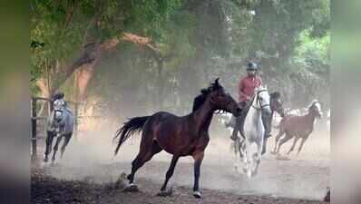 Why Gujarat is betting big on horses