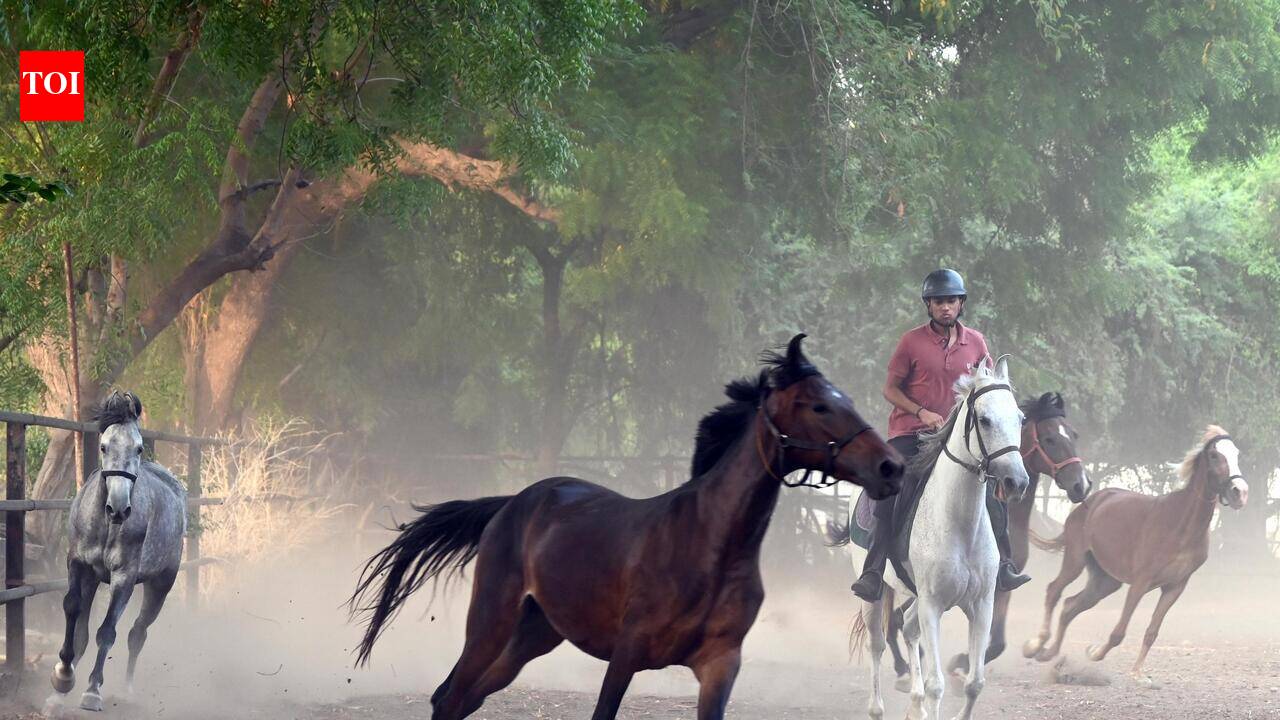 Why Gujarat is betting big on horses