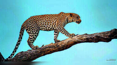 Centre clears Maha's first leopard Safari park in Junnar