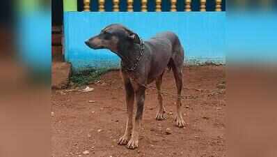 After Swet Kapila cow, Goa may get its own dog breed Luthi