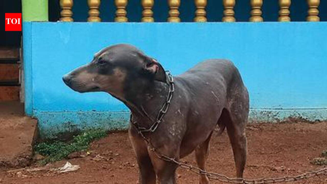 After Swet Kapila cow, Goa may get its own dog breed Luthi