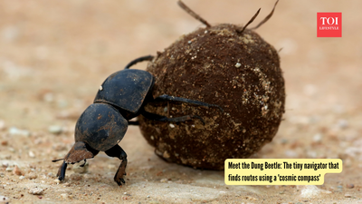 Meet the Dung Beetle: The tiny navigator that finds routes using a 'cosmic compass'