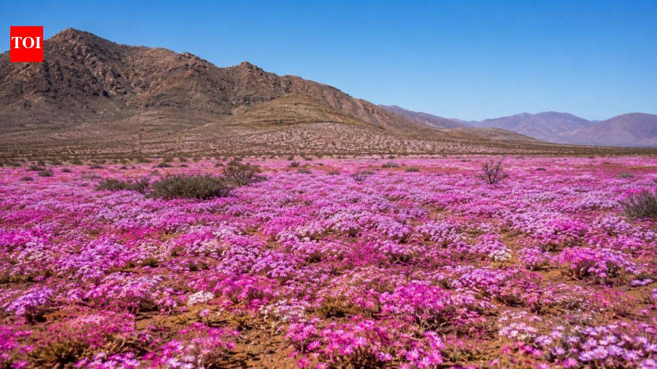Atacama Desert was the driest place in the world, until one phenomenon turned it into a flowering garden with 200 species of blooms