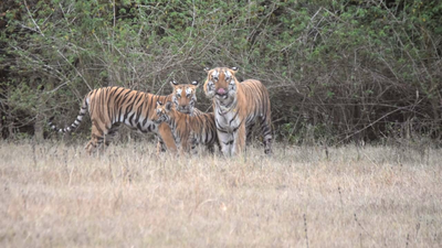 Legendary tiger ‘Yuvraj’ rescued, moved to Bhopal after fierce territorial battle in Kheoni Sanctuary