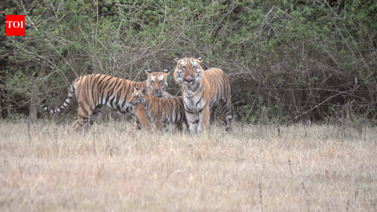 Legendary tiger ‘Yuvraj’ rescued, moved to Bhopal after fierce territorial battle in Kheoni Sanctuary