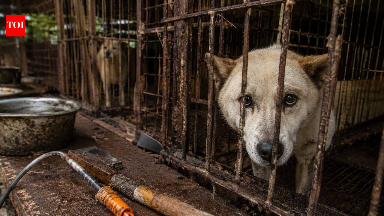 4 lakh dogs vanished before South Korea's meat ban. Where did hundreds of thousands of dogs go?
