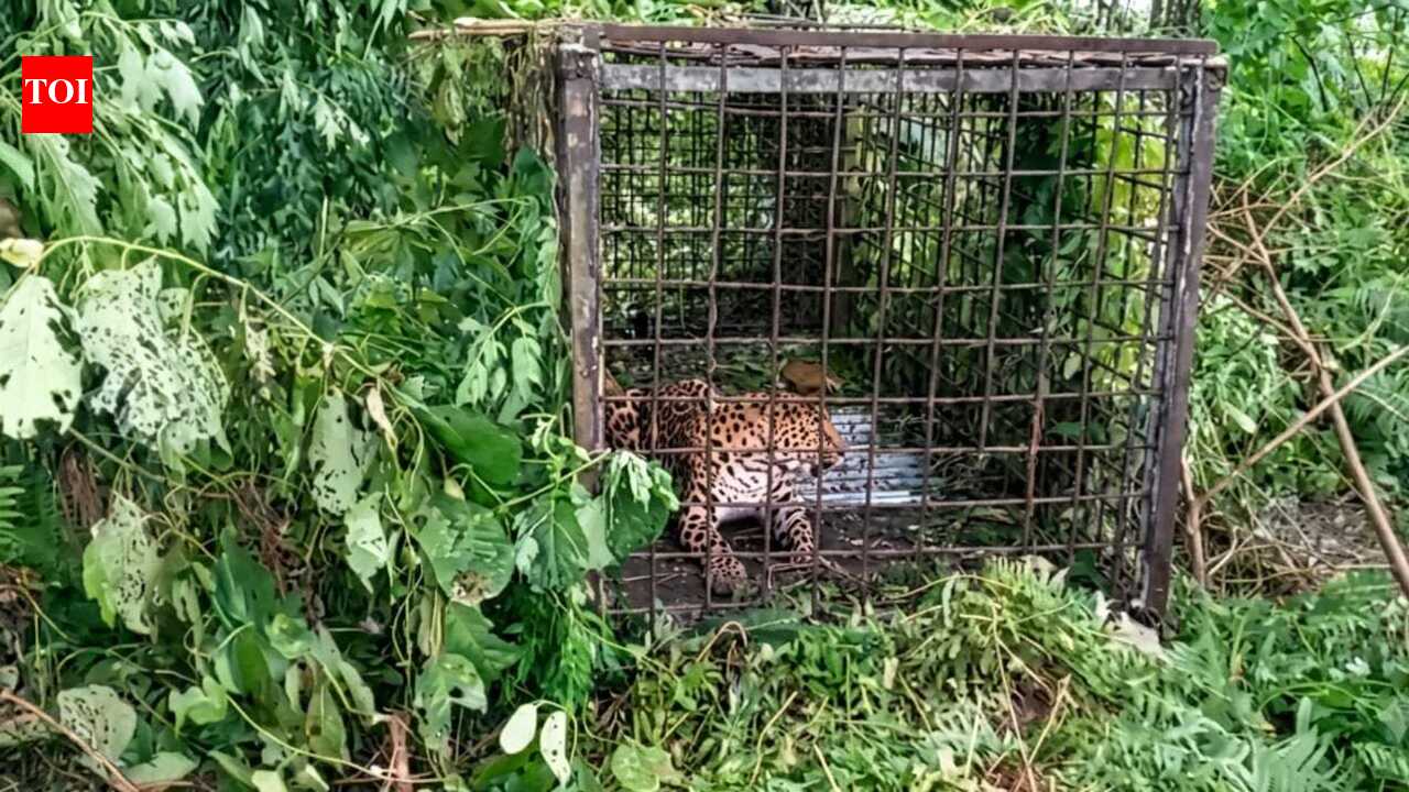 Leopard terrorising Bokpara tea estate residents caged