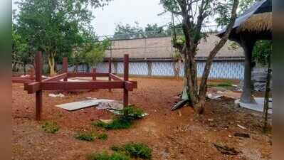 To save cost, cheetahs to be brought by ship to Nandankanan