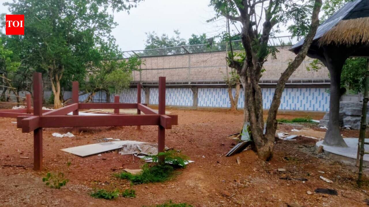 To save cost, cheetahs to be brought by ship to Nandankanan