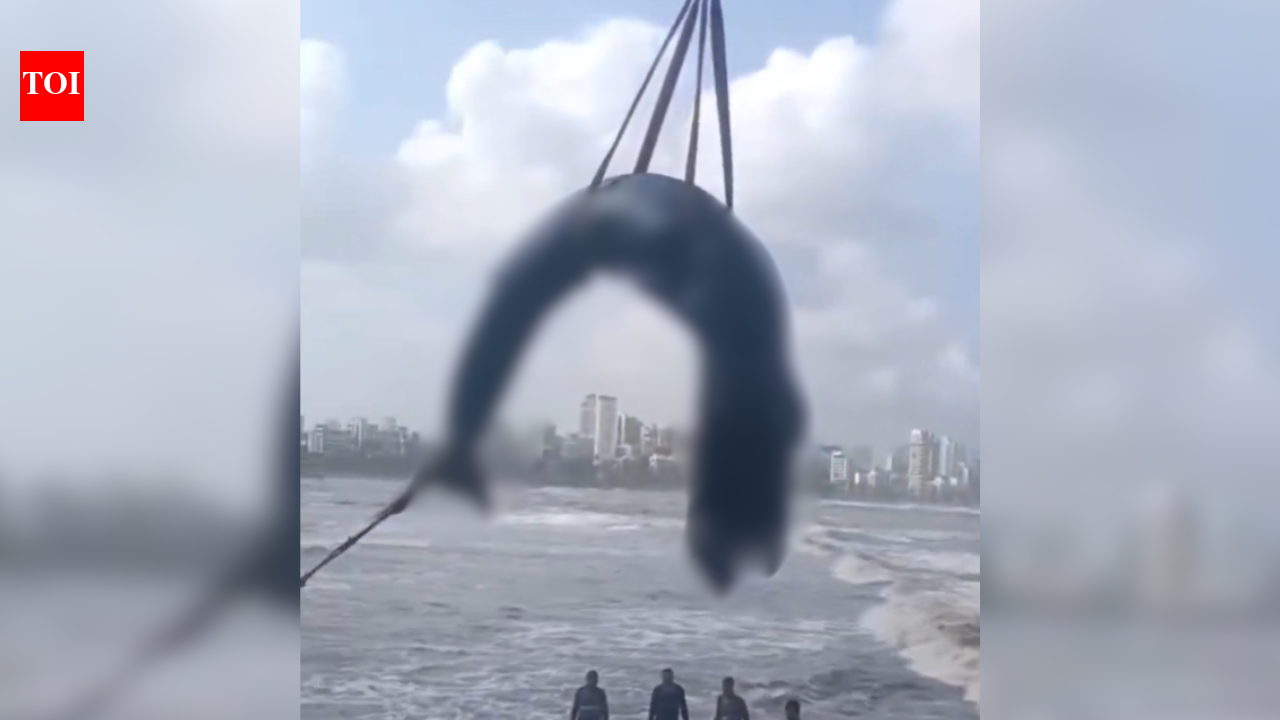 26-foot whale calf washes ashore in Mumbai's Bandra, dies despite rescue efforts