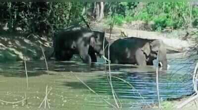 Pair of elephants stray into lake, charm Marachandiram villagers