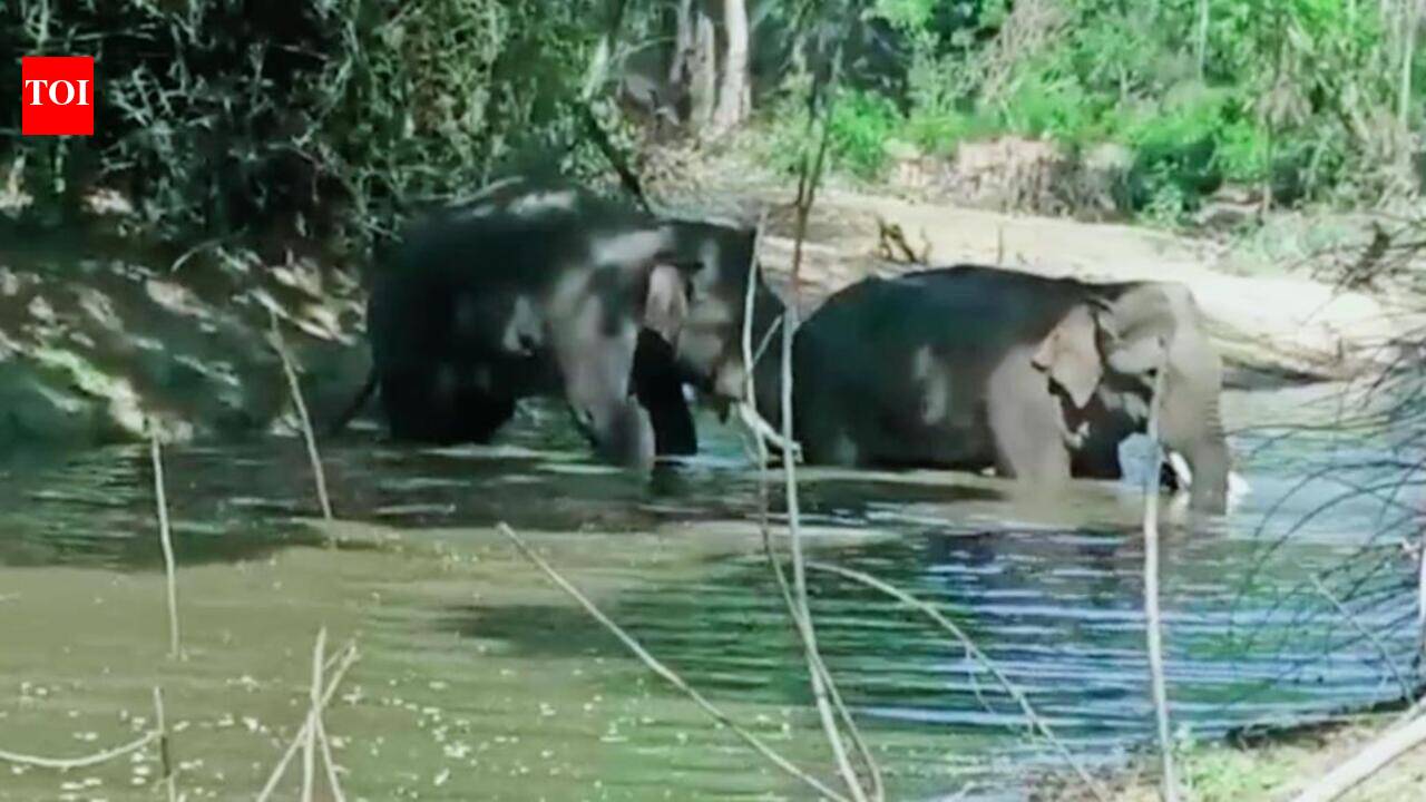 Pair of elephants stray into lake, charm Marachandiram villagers