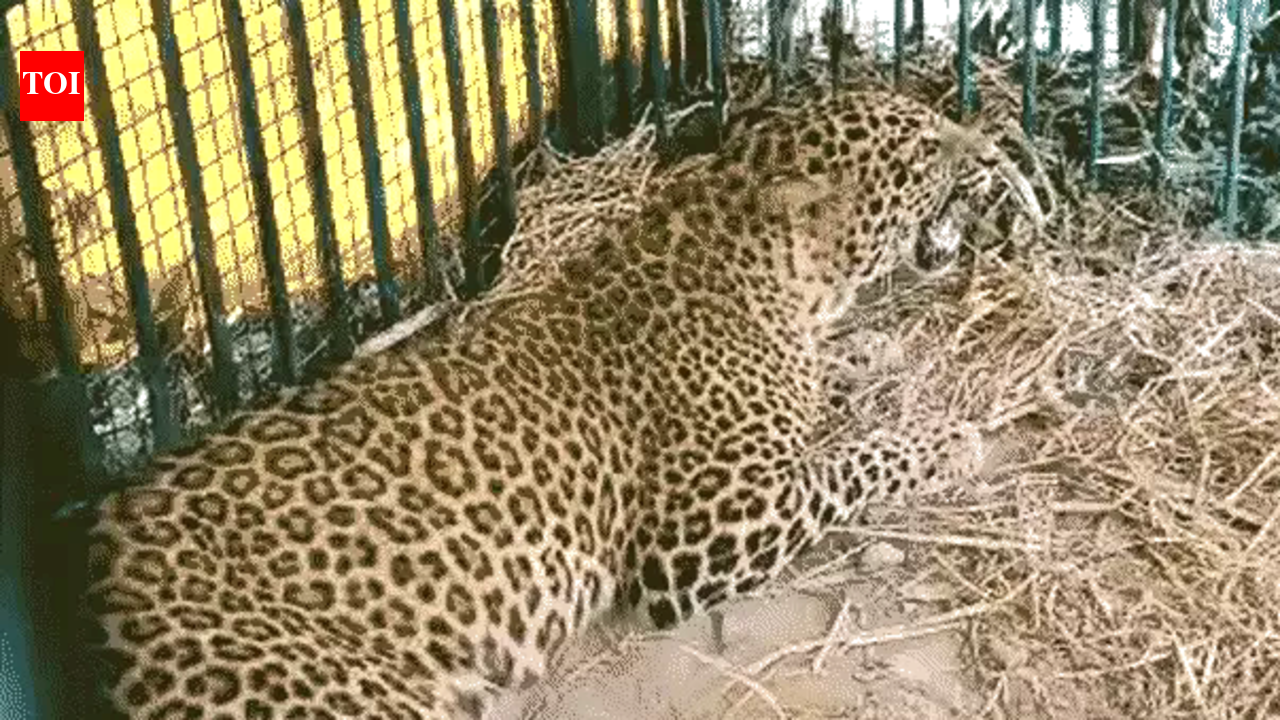 Leopard suspected of killing boy, 10, caged in Kheri village