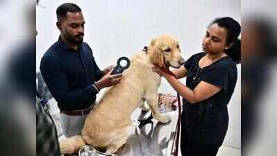 Tambaram vaccinates nearly 90% of stray dogs under anti-rabies drive