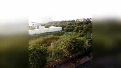 None to cut them, bushes become a breeding ground for insects in Noida’s Sector 105