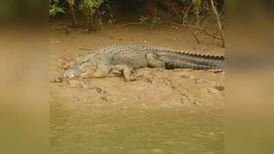 11 baby crocodiles rescued from water tank in Bhandup, Maharashtra
