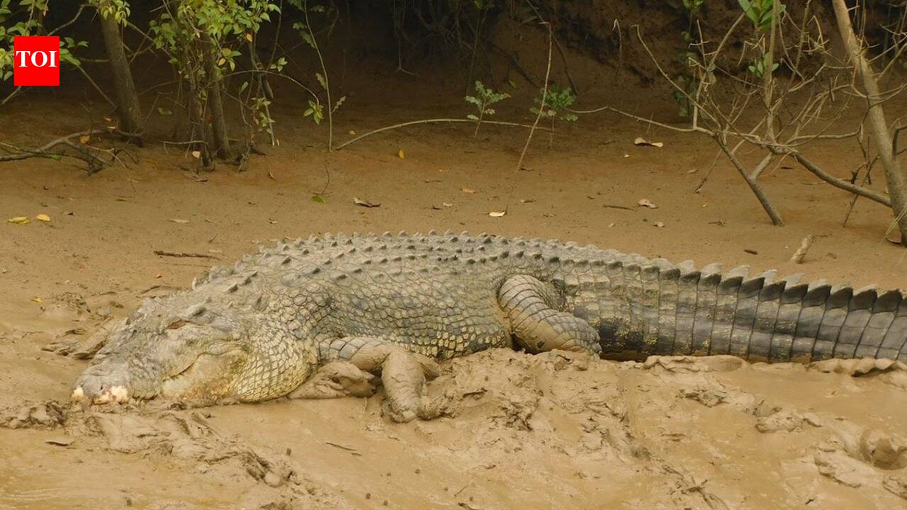 11 baby crocodiles rescued from water tank in Bhandup, Maharashtra