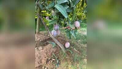 Beyond kesar: Guj farmers bet on exotic mangoes