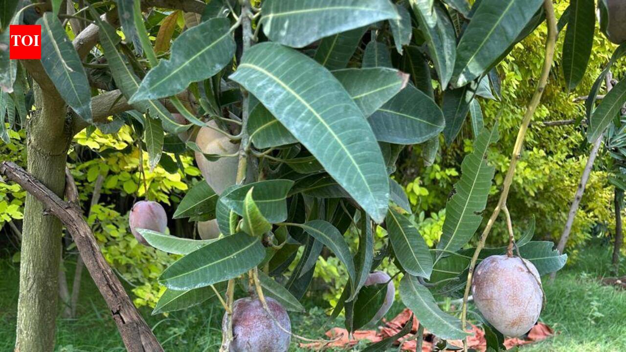 Beyond kesar: Guj farmers bet on exotic mangoes