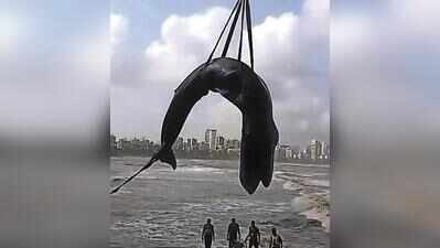 25ft blue whale calf beached at Bandra, dies despite rescue attempts
